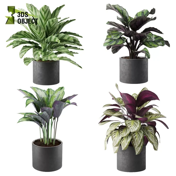 3d model plant pot free Calathea BeautyStar fasciata Freddie Cora