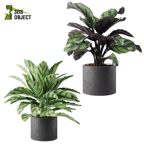 3d model plant pot free Calathea BeautyStar fasciata Freddie Cora
