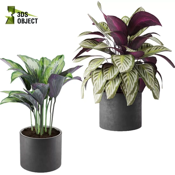 3d model plant pot free Calathea BeautyStar fasciata Freddie Cora