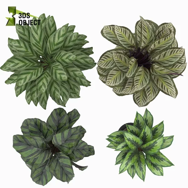 3d model plant pot free Calathea BeautyStar fasciata Freddie Cora