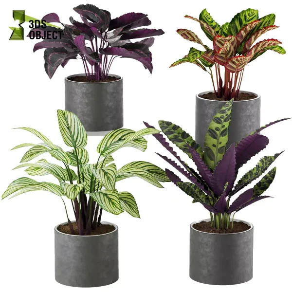 3d model plant pot free Makoyana Dottie Rattlesnake vitatta