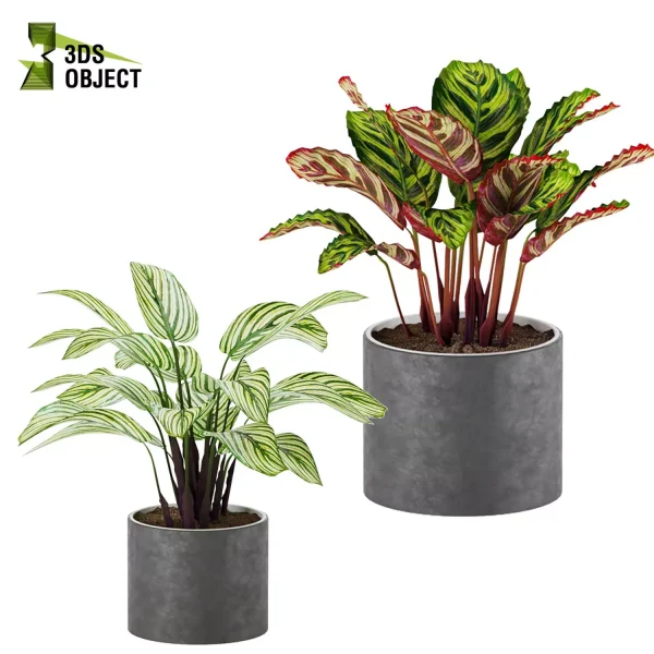 3d model plant pot free Makoyana Dottie Rattlesnake vitatta