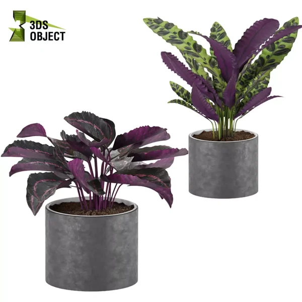 3d model plant pot free Makoyana Dottie Rattlesnake vitatta