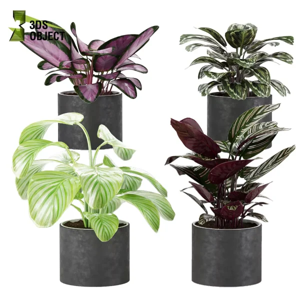 3d model plant pot free Pinstripe Rosy orbifolia Medallion