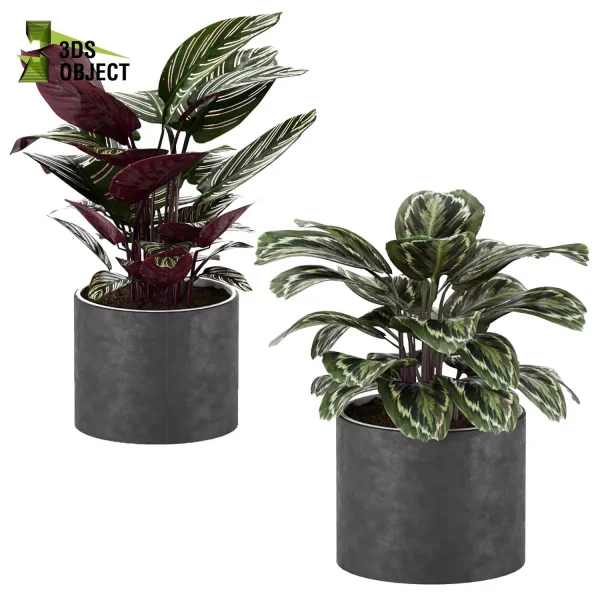 3d model plant pot free Pinstripe Rosy orbifolia Medallion