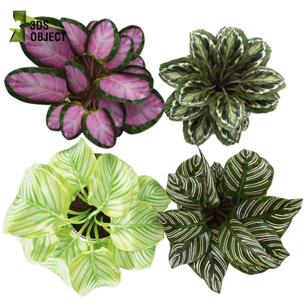 3d model plant pot free Pinstripe Rosy orbifolia Medallion