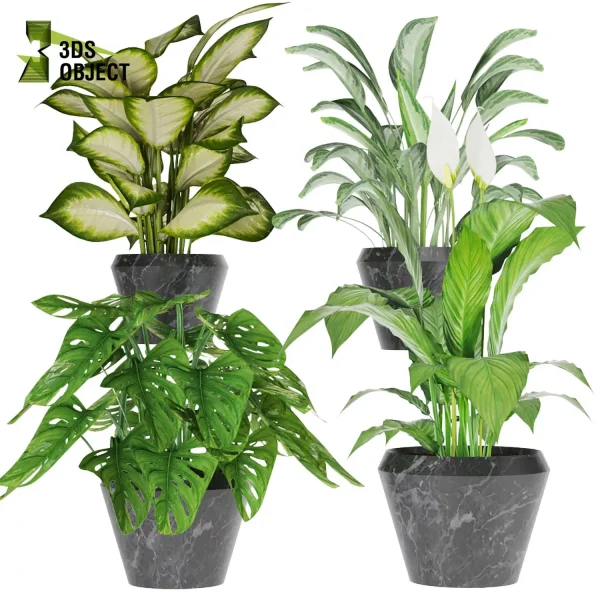 3d model plant pot free Monstera adansonii Peace lily Aglaonema commutatum Dumb Cane Tropic Maryanne