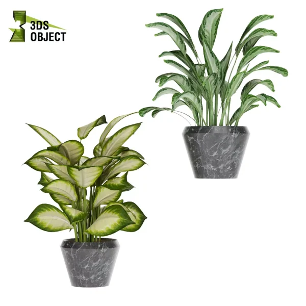 3d model plant pot free Monstera adansonii Peace lily Aglaonema commutatum Dumb Cane Tropic Maryanne