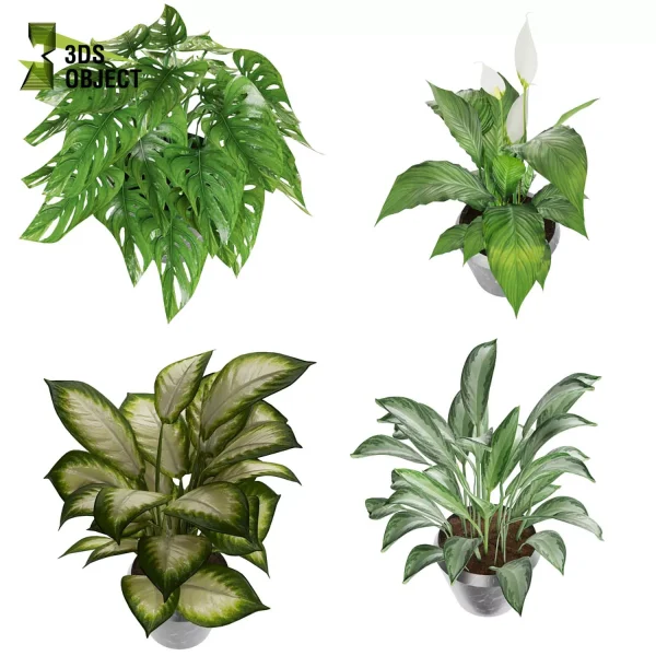 3d model plant pot free Monstera adansonii Peace lily Aglaonema commutatum Dumb Cane Tropic Maryanne