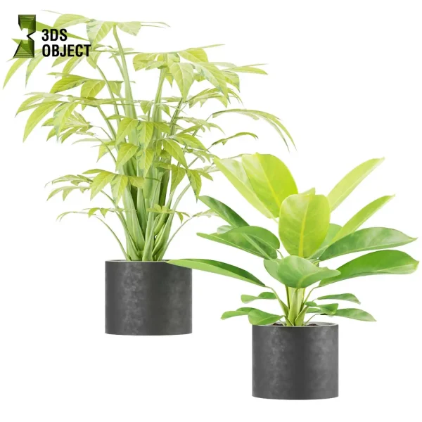 3d model plant pot free Philodendron moonlight Syngonium glo go Fatsia spiderweb Fatsia camouflage