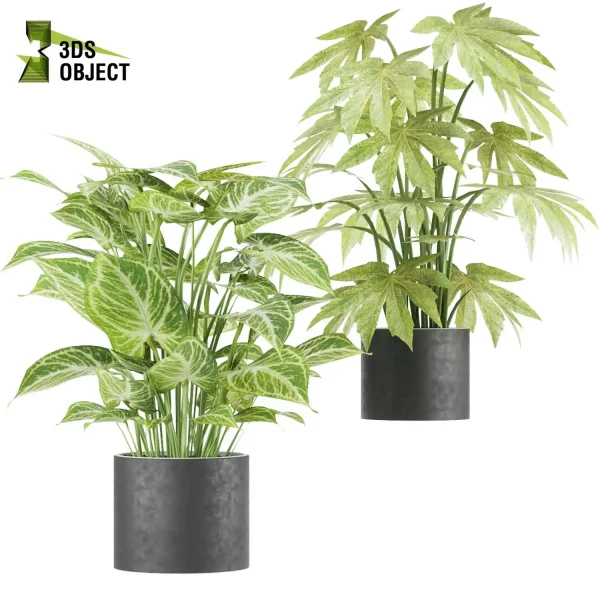 3d model plant pot free Philodendron moonlight Syngonium glo go Fatsia spiderweb Fatsia camouflage