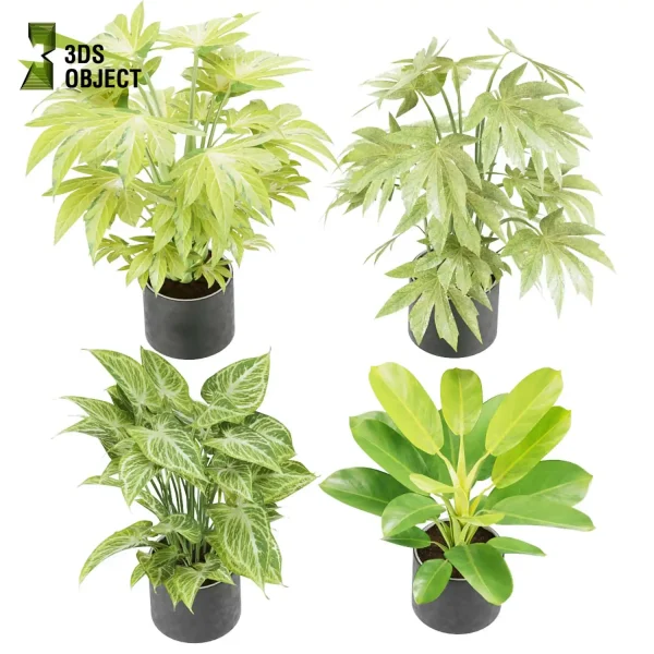 3d model plant pot free Philodendron moonlight Syngonium glo go Fatsia spiderweb Fatsia camouflage