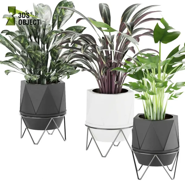 3d model plant pot free Aglaonema maria Rhaphidophora tetrasperma Stromanthe sanguinea