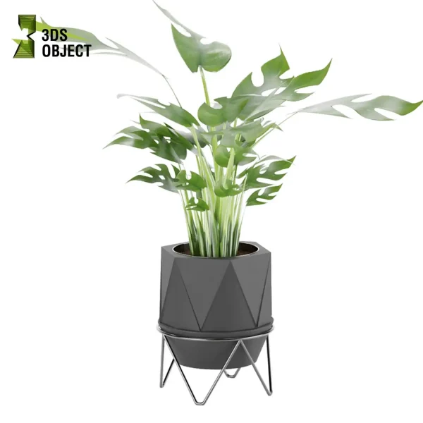 3d model plant pot free Aglaonema maria Rhaphidophora tetrasperma Stromanthe sanguinea