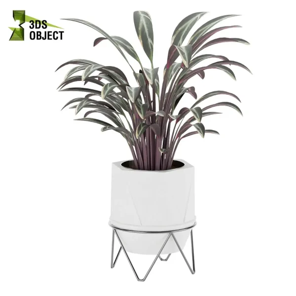 3d model plant pot free Aglaonema maria Rhaphidophora tetrasperma Stromanthe sanguinea