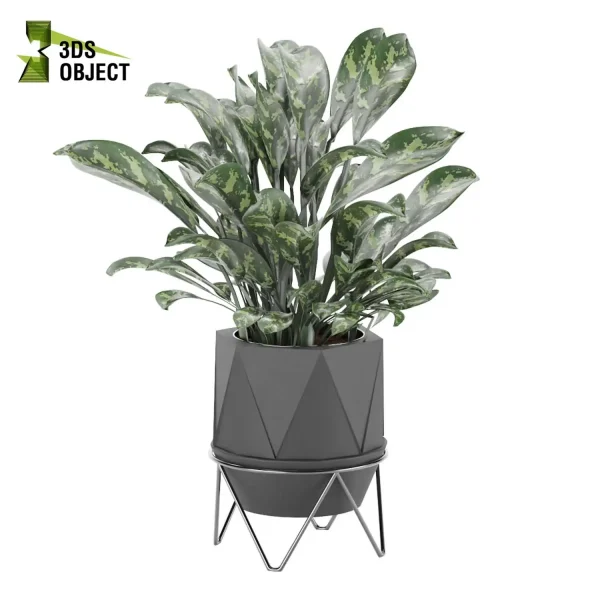 3d model plant pot free Aglaonema maria Rhaphidophora tetrasperma Stromanthe sanguinea