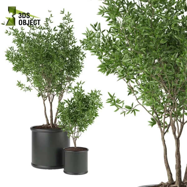 3d model plant pot free silberspinne