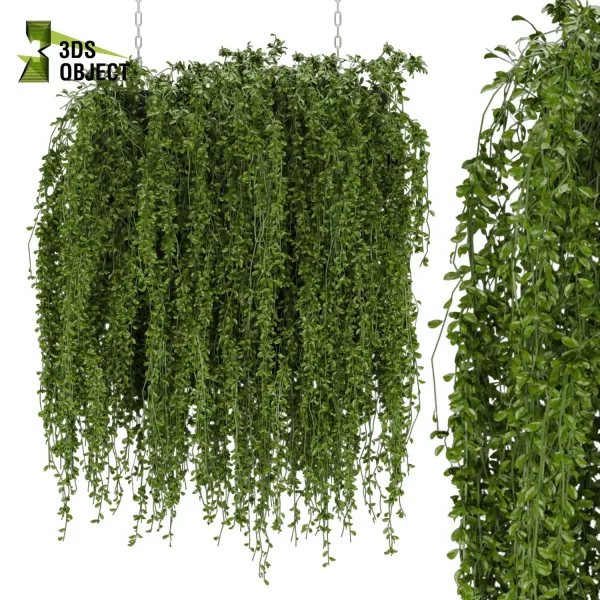 3d model plant hanging free Botanical Models Foliage Assets Sketchup lumion 3D architectural visualization Plant Library grass