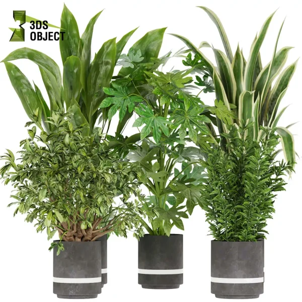 3d model plant pot free arboricola Schefflera aspidistra banana leaf