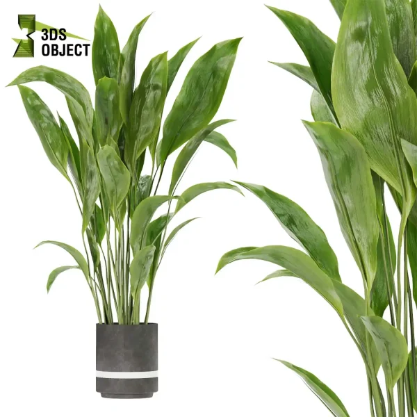 3d model plant pot free arboricola Schefflera aspidistra banana leaf