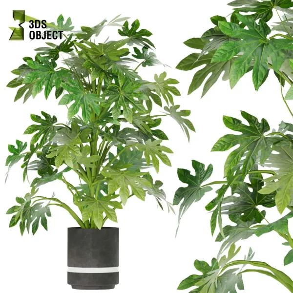 3d model plant pot free arboricola Schefflera aspidistra banana leaf