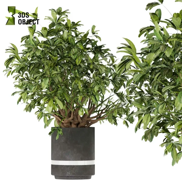 3d model plant pot free arboricola Schefflera aspidistra banana leaf