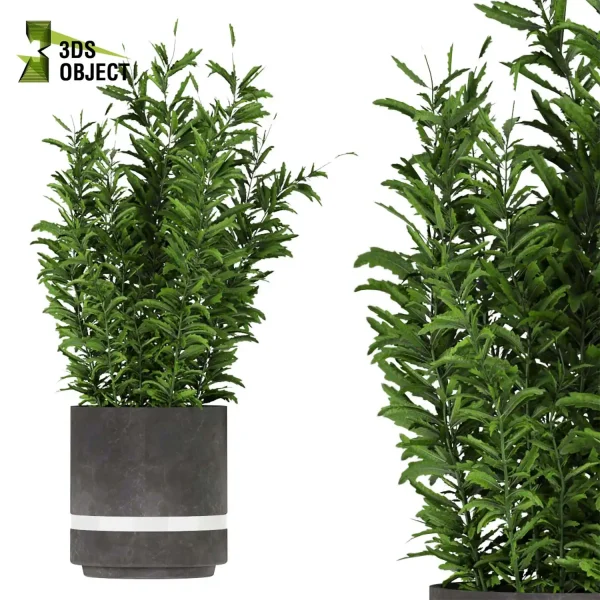 3d model plant pot free arboricola Schefflera aspidistra banana leaf