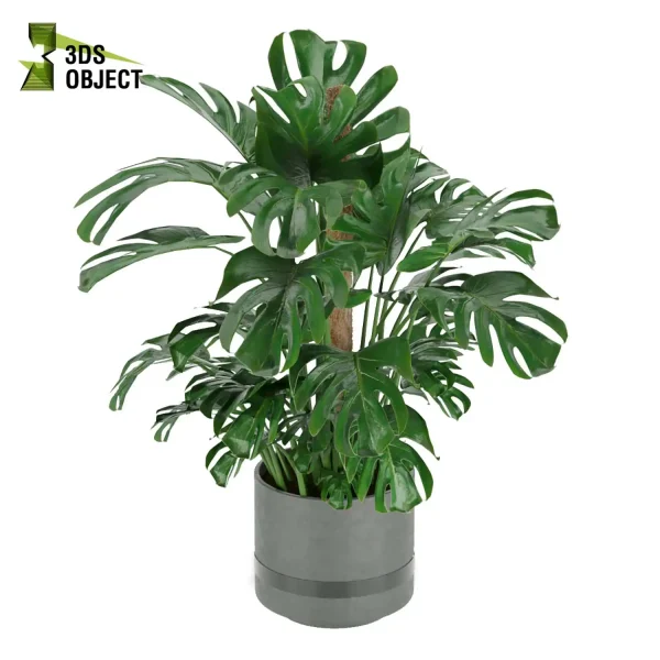 3d model plant pot free Monstera Deliciosa Madison, Collection indoor planter hamedorea architecturevisualization