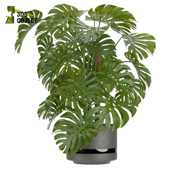 3d model plant pot free Monstera Deliciosa Madison, Collection indoor planter hamedorea architecturevisualization