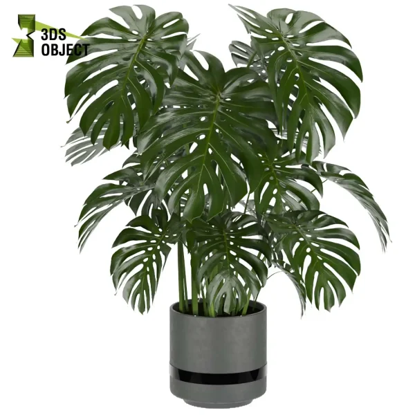 3d model plant pot free Monstera Deliciosa Madison, Collection indoor planter hamedorea architecturevisualization