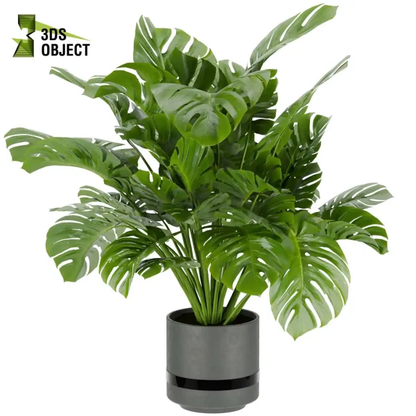 3d model plant pot free Monstera Deliciosa Madison, Collection indoor planter hamedorea architecturevisualization