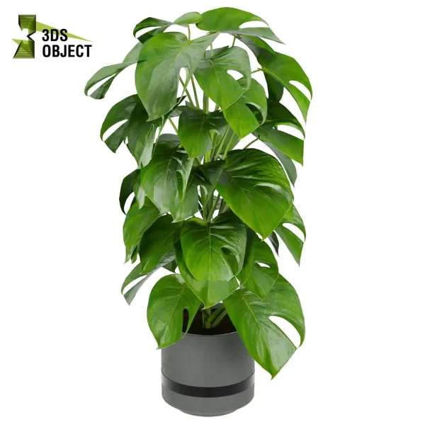 3d model plant pot free Monstera Deliciosa Madison, Collection indoor planter hamedorea architecturevisualization