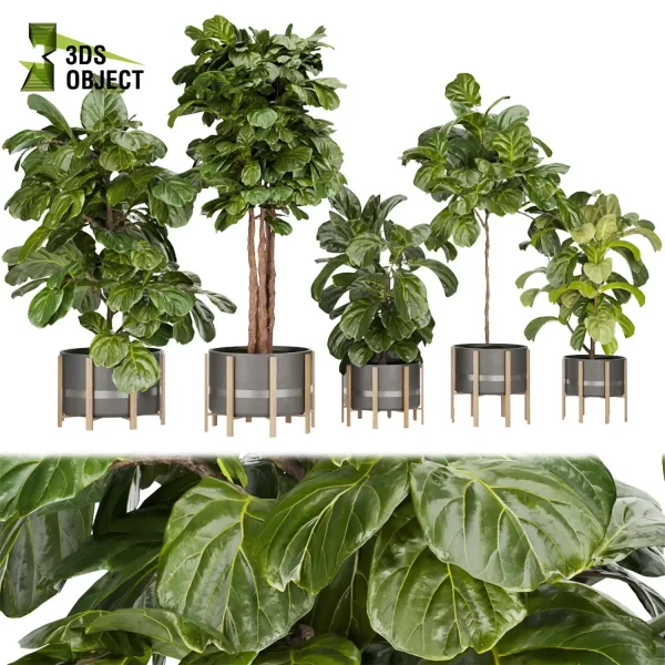 3d model plant pot free fiddle fig ficus lyrata moraceae virtualrealityarchitecture cinema 4d 3ds max blender enscpae fbx obj Rhino Sketchup vegetation modeling tool botanical architecture simulator