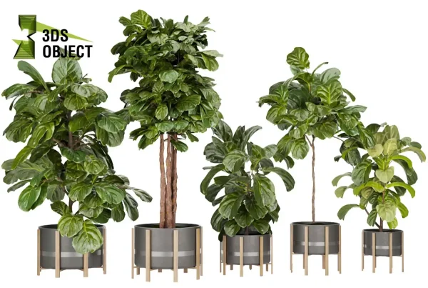 3d model plant pot free fiddle fig ficus lyrata moraceae virtualrealityarchitecture cinema 4d 3ds max blender enscpae fbx obj Rhino Sketchup vegetation modeling tool botanical architecture simulator