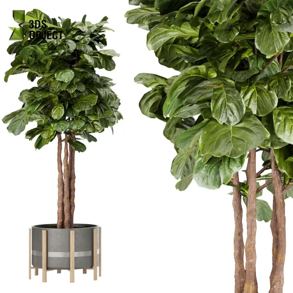 3d model plant pot free fiddle fig ficus lyrata moraceae virtualrealityarchitecture cinema 4d 3ds max blender enscpae fbx obj Rhino Sketchup vegetation modeling tool botanical architecture simulator