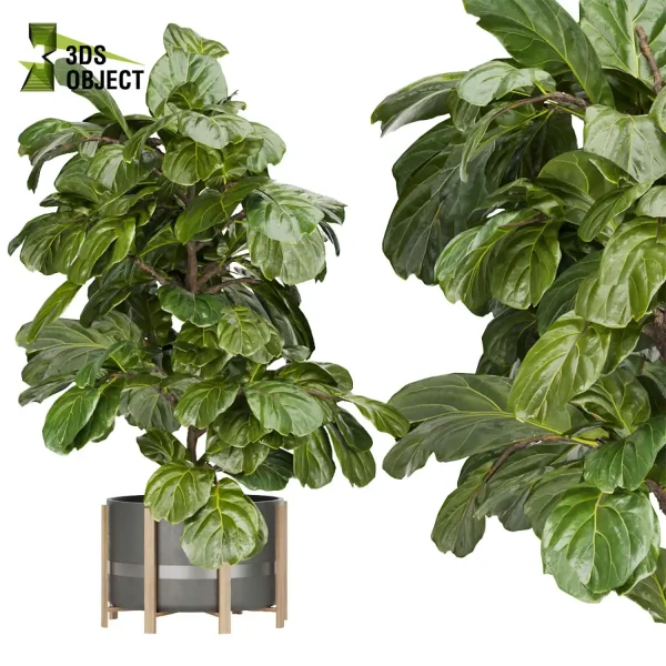 3d model plant pot free fiddle fig ficus lyrata moraceae virtualrealityarchitecture cinema 4d 3ds max blender enscpae fbx obj Rhino Sketchup vegetation modeling tool botanical architecture simulator