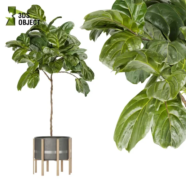 3d model plant pot free fiddle fig ficus lyrata moraceae virtualrealityarchitecture cinema 4d 3ds max blender enscpae fbx obj Rhino Sketchup vegetation modeling tool botanical architecture simulator