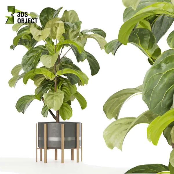 3d model plant pot free fiddle fig ficus lyrata moraceae virtualrealityarchitecture cinema 4d 3ds max blender enscpae fbx obj Rhino Sketchup vegetation modeling tool botanical architecture simulator
