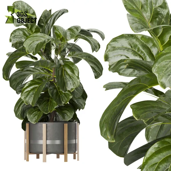 3d model plant pot free fiddle fig ficus lyrata moraceae virtualrealityarchitecture cinema 4d 3ds max blender enscpae fbx obj Rhino Sketchup vegetation modeling tool botanical architecture simulator