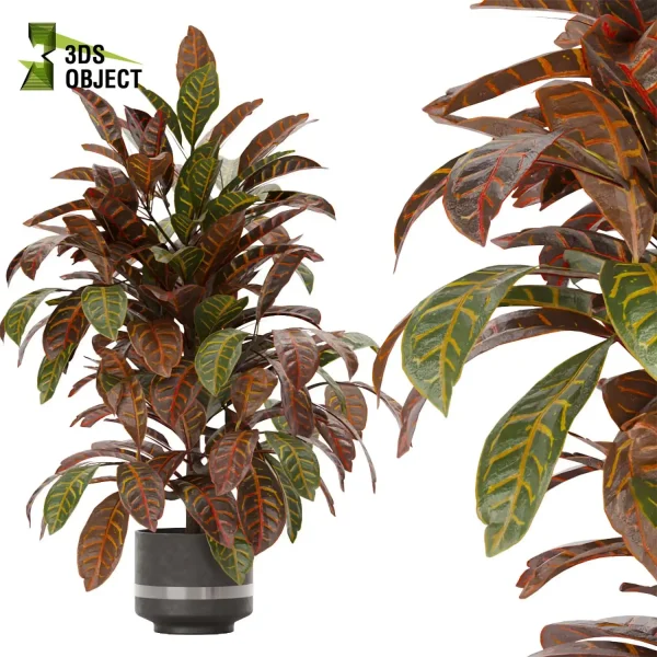 3d model plant pot free Croton Euphorbiaceae Crotonoideae Crotoneae planter architectural3D cinema 4d 3ds max blender enscpae fbx obj