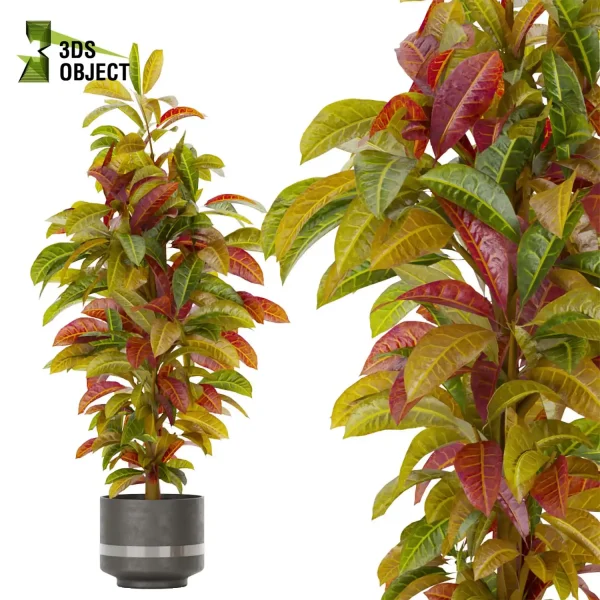 3d model plant pot free Croton Euphorbiaceae Crotonoideae Crotoneae planter architectural3D cinema 4d 3ds max blender enscpae fbx obj