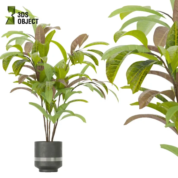3d model plant pot free Croton Euphorbiaceae Crotonoideae Crotoneae planter architectural3D cinema 4d 3ds max blender enscpae fbx obj
