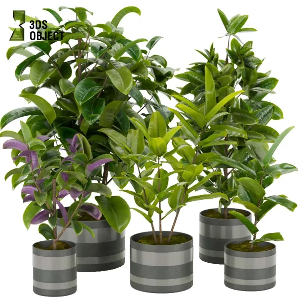 3d model plant pot free Rubber Ficus elastica Moraceae architectural3D architecturevisualization vegetation modeling tool botanical architecture simulator