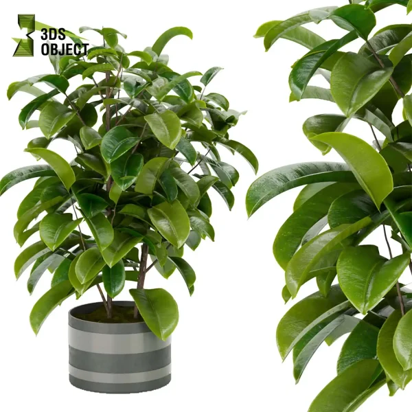 3d model plant pot free Rubber Ficus elastica Moraceae architectural3D architecturevisualization vegetation modeling tool botanical architecture simulator