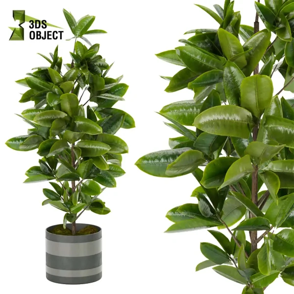 3d model plant pot free Rubber Ficus elastica Moraceae architectural3D architecturevisualization vegetation modeling tool botanical architecture simulator