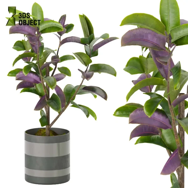 3d model plant pot free Rubber Ficus elastica Moraceae architectural3D architecturevisualization vegetation modeling tool botanical architecture simulator