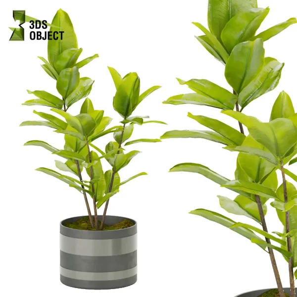 3d model plant pot free Rubber Ficus elastica Moraceae architectural3D architecturevisualization vegetation modeling tool botanical architecture simulator