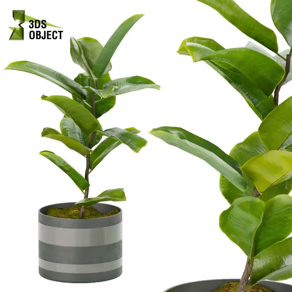3d model plant pot free Rubber Ficus elastica Moraceae architectural3D architecturevisualization vegetation modeling tool botanical architecture simulator