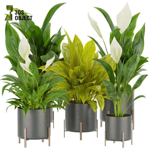 3d model plant pot free Peace lily Spathiphyllum Araceae vegetation architectural3D 3ds max blender enscpae fbx obj Rhino Sketchup