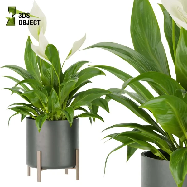 3d model plant pot free Peace lily Spathiphyllum Araceae vegetation architectural3D 3ds max blender enscpae fbx obj Rhino Sketchup